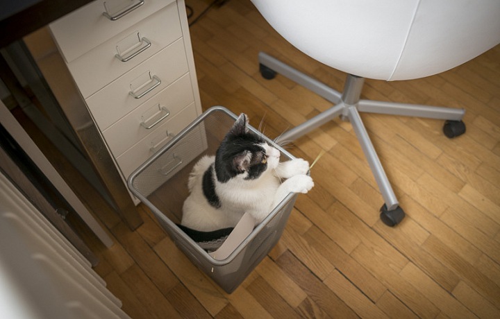 Společnice fotografky je její kočka. 