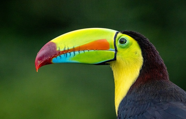 Krásy Kostariky zahŕňajú aj živočichy.
