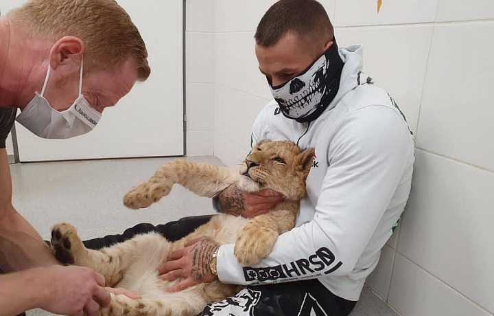 Veterinář s Karlosem Vémolou a jeho lvíčetem. 