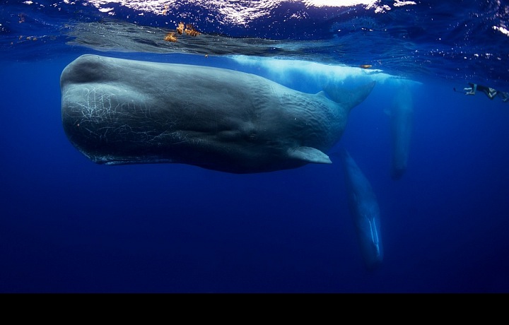 S velrybou na Mauriciu. 