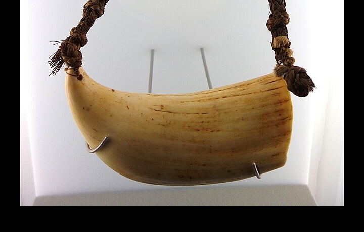 Tabua je veľrybí zub, konkrétne zub vorkuňe, ktorý je na Fidži považovaný za posvätný a cenný symbol