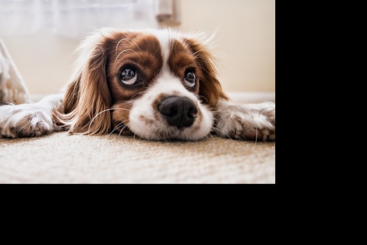 Pes čeká na svého pána