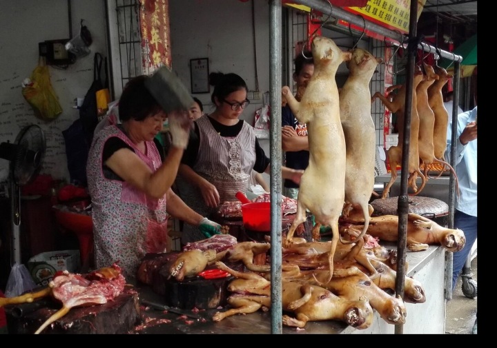 Festival psího masa.
