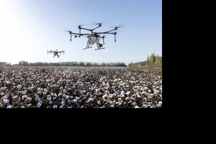Dron nad bavlnou