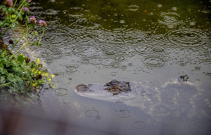 Krokodil v ZOO, Dánsko.