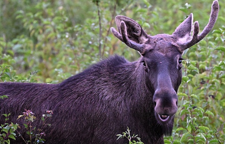 Emil sa stal na ceste terčom veľkého záujmu verejnosti