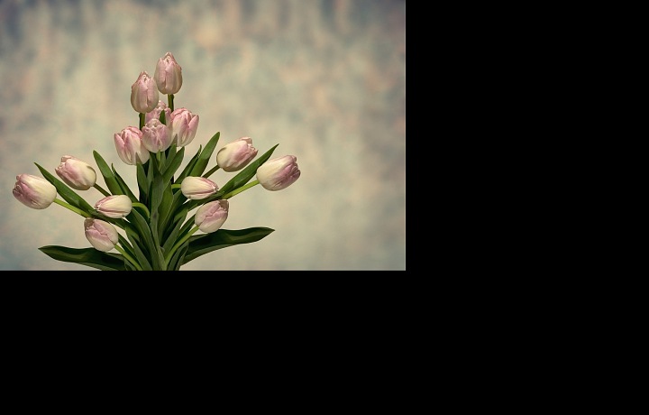 Kvety sú najlepší darček, ak neviete, čo vybrať.
